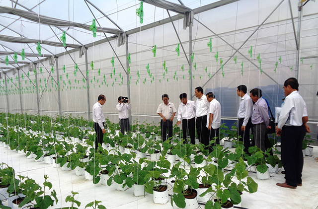 Liên kết sản xuất, tạo sức bật cho rau công nghệ cao