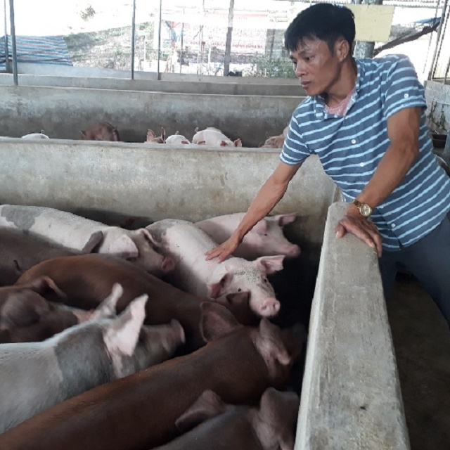 Chăn nuôi khép kín gắn liền với bảo vệ môi trường