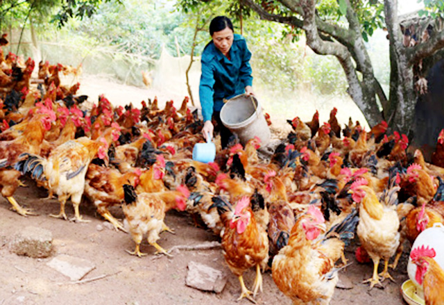 Suối Đá chuyển mình nhờ nuôi lợn, thả gà