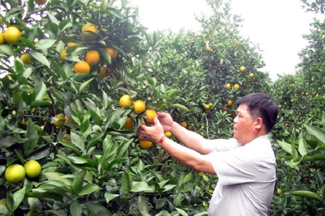 Tạo chuỗi giá trị nông sản bằng tư duy làm ăn lớn