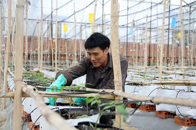Những tỷ phú trồng rau ở Lạc Lâm