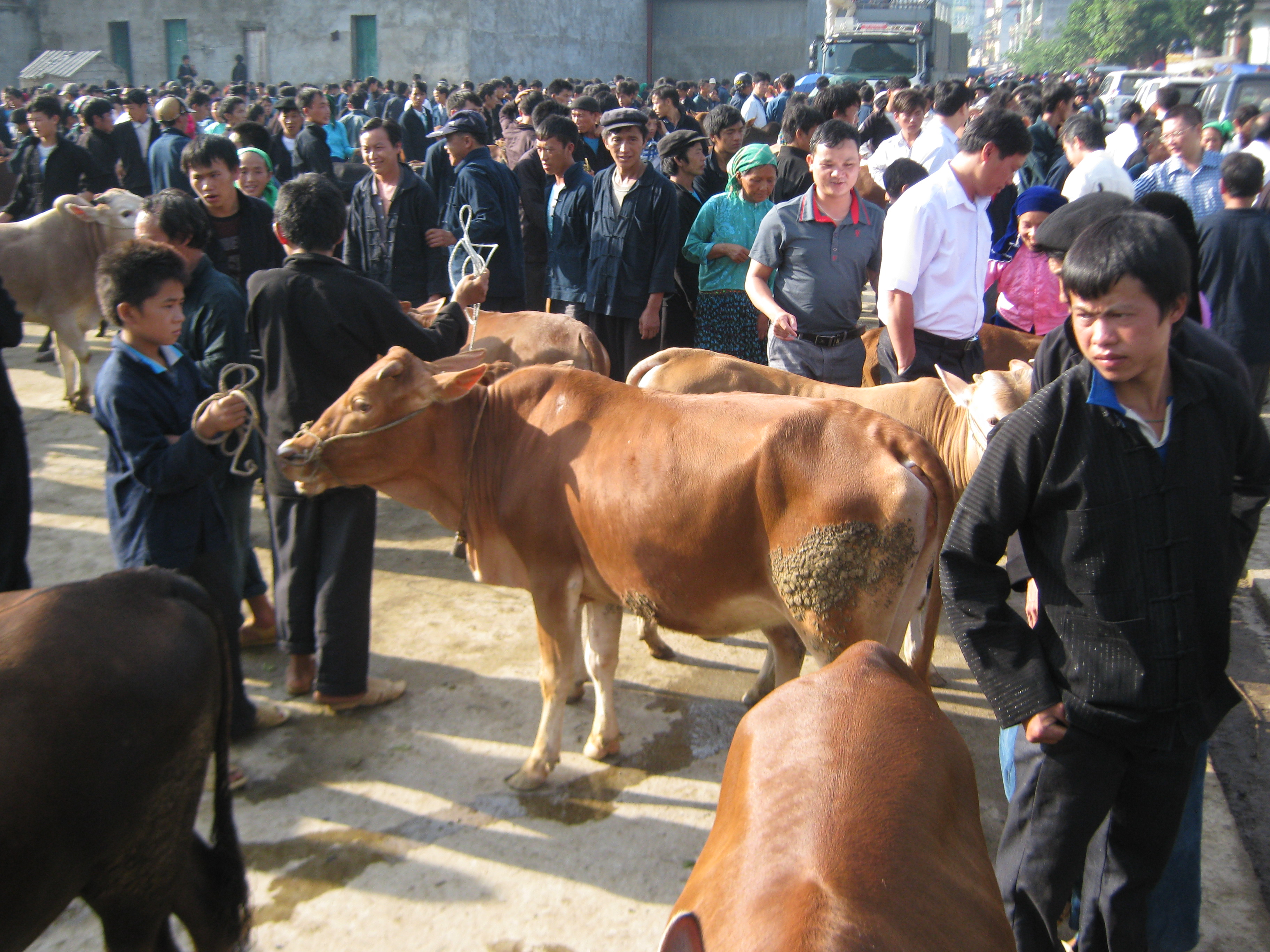 Cao nguyên đá chuyển mình từ nuôi bò H'Mông