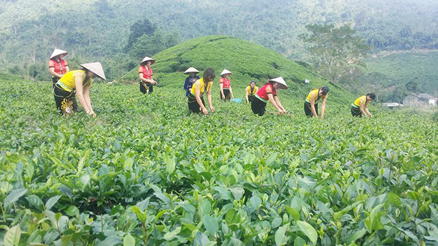 Xây dựng mô hình HTX sản xuất kinh doanh gắn với chuỗi giá trị