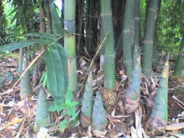 mang-tre-5784-1581389643.jpg