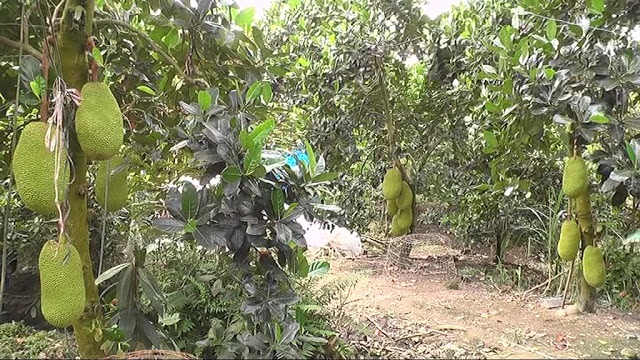 Nhân rộng mô hình sản xuất VietGAP để đảm bảo an toàn lao động