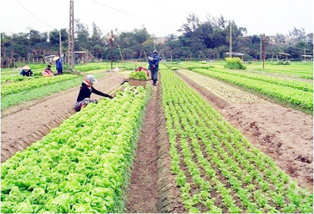 Hiệu quả kép từ trồng rau VietGAP