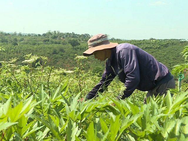 Tạo ra sản phẩm an toàn từ loại cây thuốc quý, khó trồng