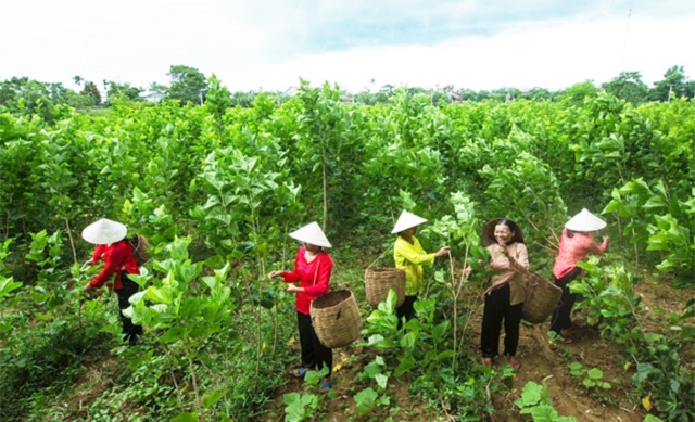 Xây dựng thương hiệu tơ tằm gắn với bảo vệ môi trường