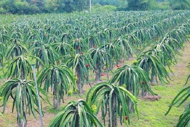 Lợi ích kinh tế và môi trường từ thanh long hữu cơ ruột tím