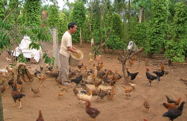 Hiệu quả lợi nhuận cao khi khởi nghiệp nuôi gà thả vườn