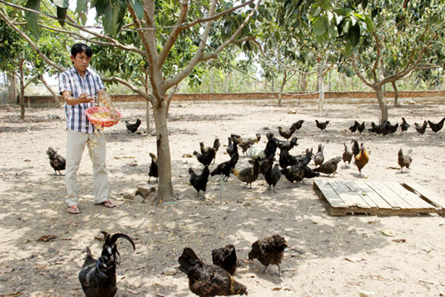 Nuôi gà '4 chung', vươn lên làm giàu