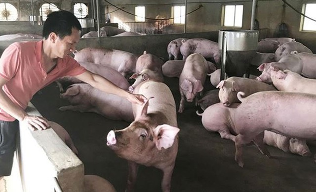 Khuyến nghị giảm giá lợn ngay lập tức