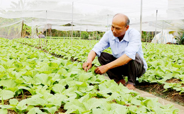 Sản xuất an toàn, nâng tầm HTX