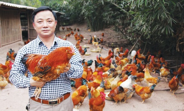 Động lực giảm nghèo từ nuôi gà Tiên Yên