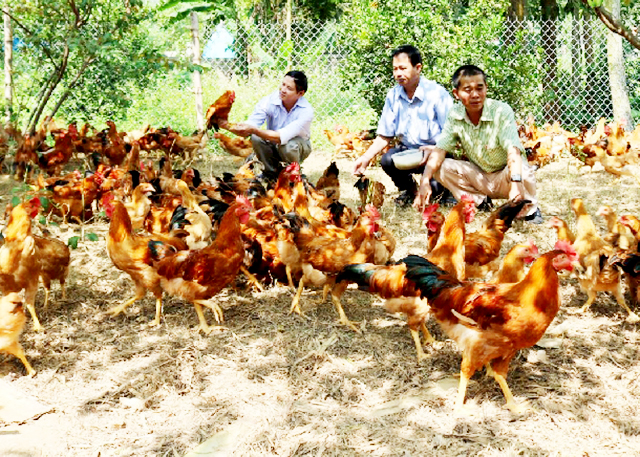 Nâng cao thu nhập, bảo vệ môi trường nhờ hợp tác nuôi gà thả vườn