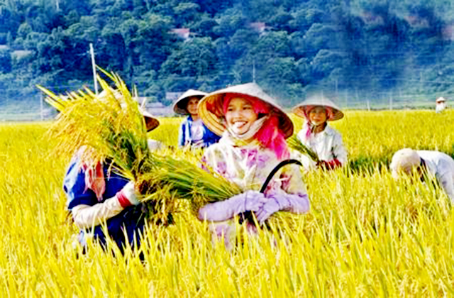 Liên kết sản xuất lớn, chú trọng an toàn lao động