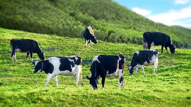 Bà Mai Kiều Liên sẽ làm gì để GTNFoods thoát lỗ?