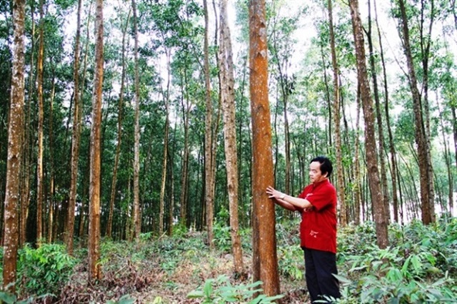 Trồng rừng bền vững tăng hiệu quả kinh tế và bảo vệ môi trường