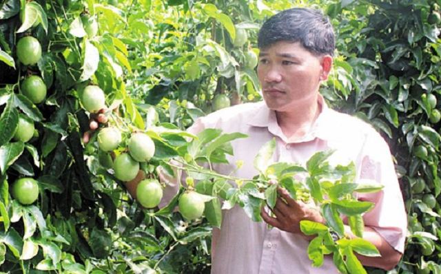 Trồng chanh dây trong nhà lưới cho hiệu quả gấp 10