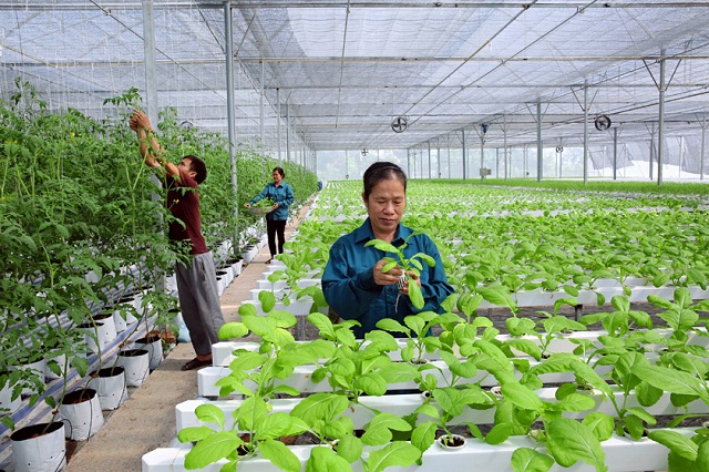 Khơi thông thị trường đất nông nghiệp