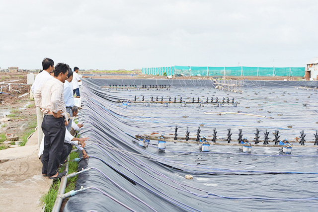 Giúp nông dân làm giàu từ nuôi tôm công nghệ cao