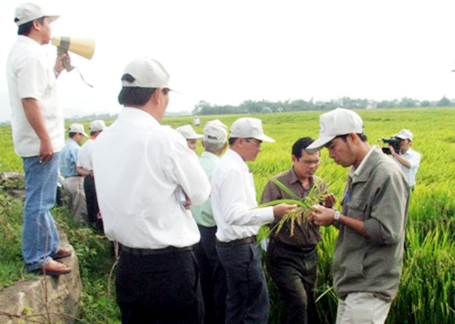 Đảm bảo an toàn trong liên kết sản xuất lúa giống