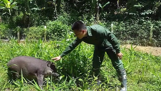 Nuôi lợn hữu cơ: an toàn lao động, lợi người tiêu dùng