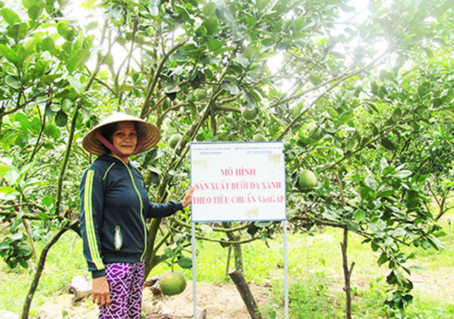 Hiệu quả, an toàn từ bưởi da xanh
