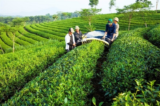 Cơ hội cho xuất khẩu chè tăng tốc