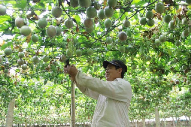 Sơn La: Tích cực hỗ trợ các HTX, liên hiệp HTX phát triển