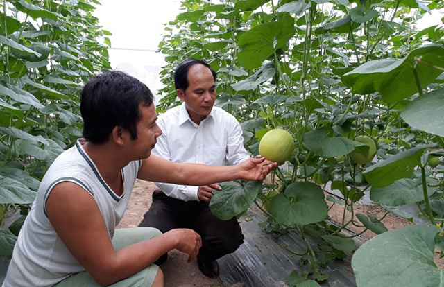 Vuon-dua-cua-HTX-Vinh-Thuong-s-5374-7225