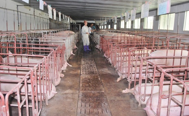 Nuôi lợn hữu cơ bảo vệ môi trường