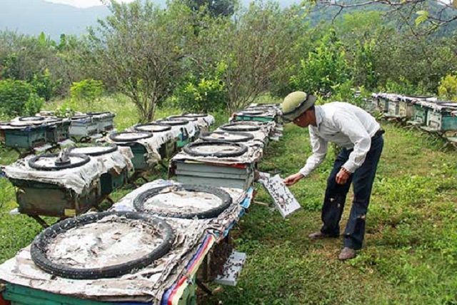 'Mật ngọt