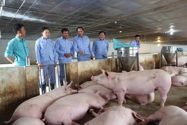 Bắc Ninh: HTX nông nghiệp gặp khó vì dịch bệnh