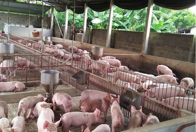 Doanh nghiệp cố giữ giá lợn cao chính là 'gậy ông đập lưng ông'