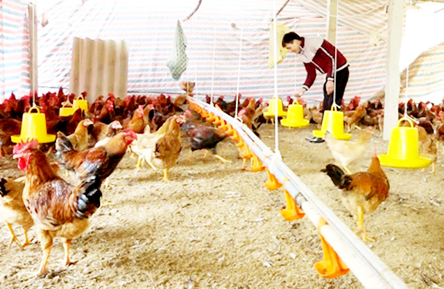 Hợp tác thành công với mô hình nuôi gà an toàn