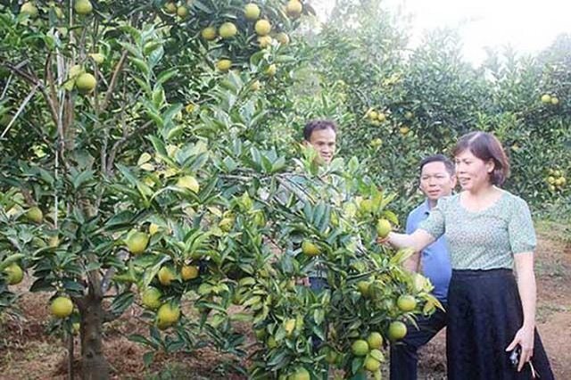 Trồng cây ăn quả theo hướng hữu cơ vừa thu bạc triệu, vừa an toàn lao động