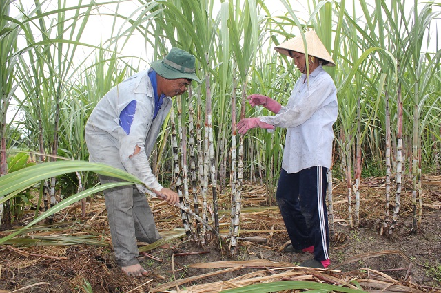Hậu Giang tìm hướng chuyển đổi diện tích mía kém hiệu quả