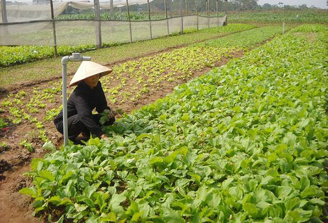 Tháo gỡ khó khăn cho HTX nông nghiệp ở Hà Nội