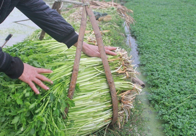 RAU-CAN-HOANG-LUONG-8328-1584694210.jpg