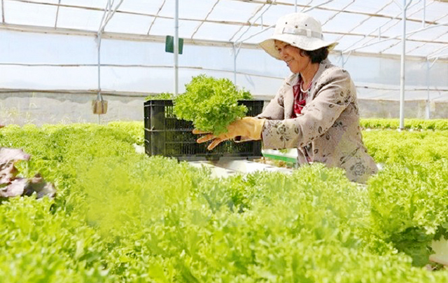 Thu tiền tỷ từ trồng rau công nghệ cao gắn với an toàn lao động