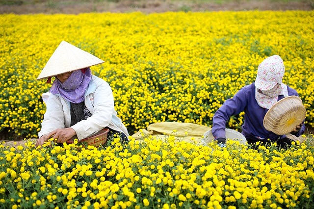 Cây thuốc ‘chữa nghèo’ ở Hưng Yên
