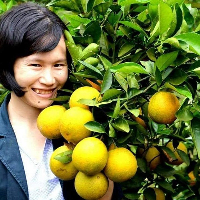 Liên kết nông dân trồng cam Vinh sinh thái