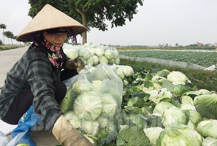 HTX Tân Minh Đức tìm đường đưa cải bắp xuất ngoại