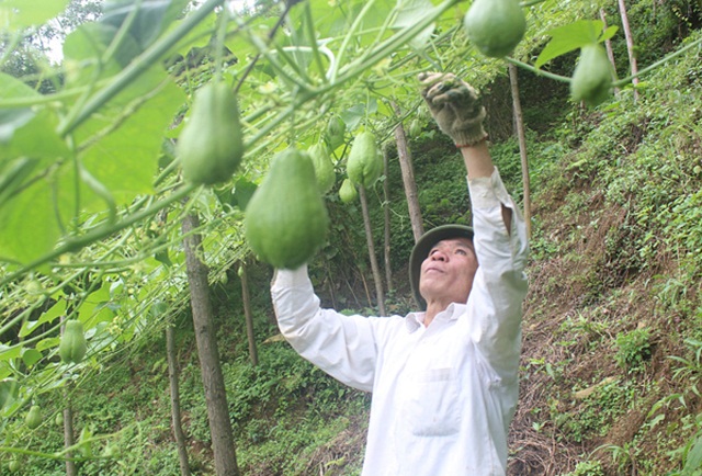 Su su OCOP 3 sao trên đèo Ô Quý Hồ