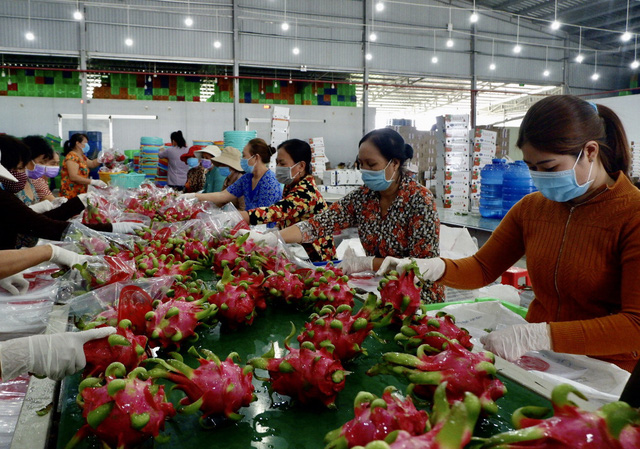Xuất nông sản sang EU phải có chứng thư về vệ sinh và kiểm dịch