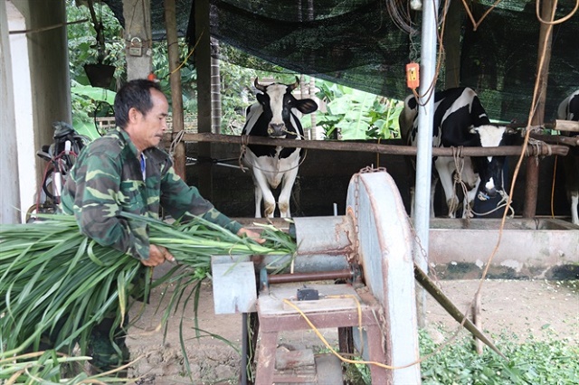 Tạo chỗ đứng cho chuỗi bò sữa an toàn đầu tiên tại Vĩnh Phúc