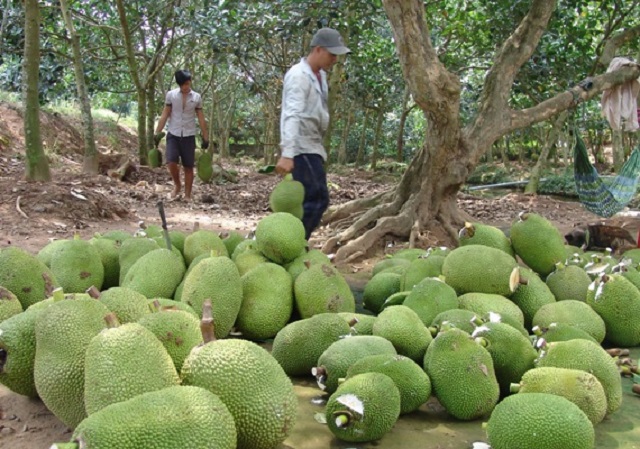 Mít cắt đầu có an toàn không?