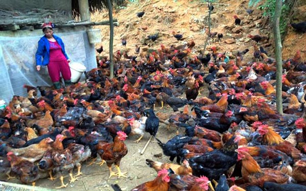 Phụ nữ Vị Xuyên, Hà Giang: Cái khó không thể bó cái nghèo