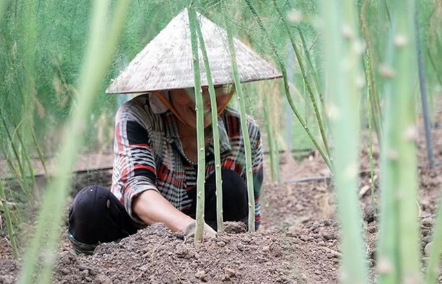 Trồng măng tây ở Quảng Nam  Lisado Việt Nam